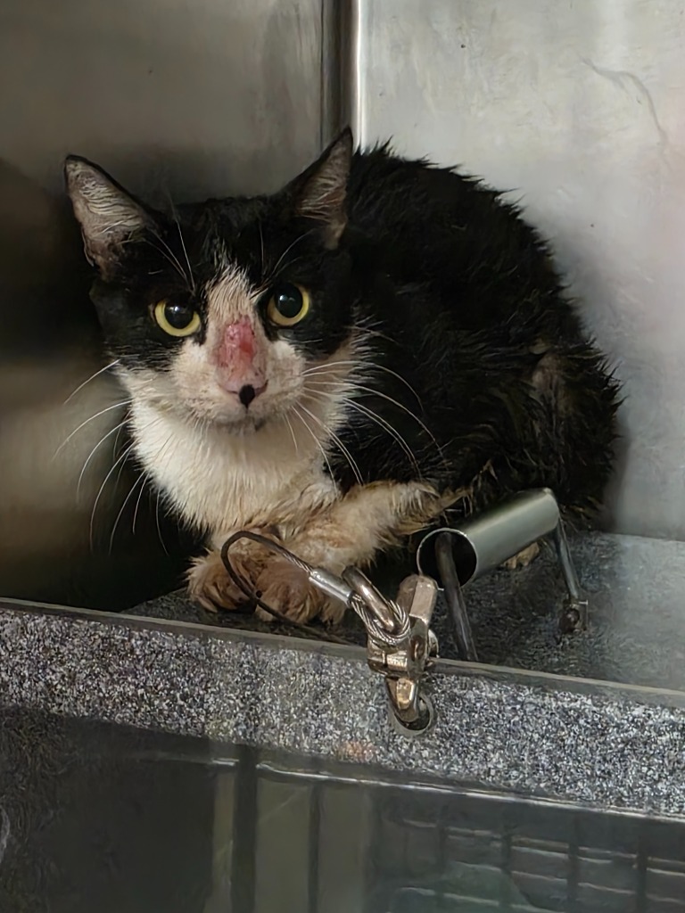 Valhalla, an adoptable Domestic Medium Hair in Rockport, TX, 78382 | Photo Image 2