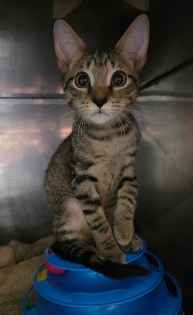 Big Show, an adoptable Domestic Short Hair in Rockport, TX, 78382 | Photo Image 1