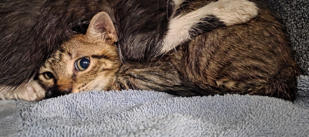 Big Show, an adoptable Domestic Short Hair in Rockport, TX, 78382 | Photo Image 2