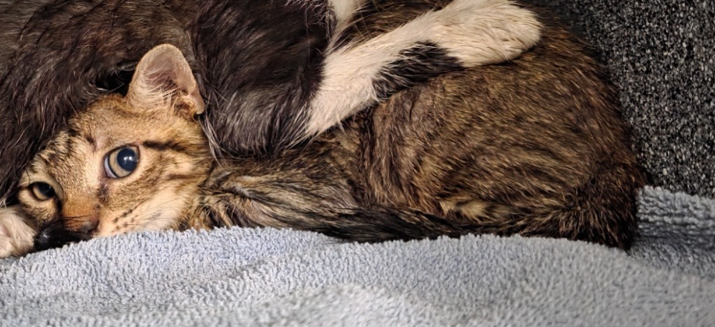 Big Show, an adoptable Domestic Short Hair in Rockport, TX, 78382 | Photo Image 3