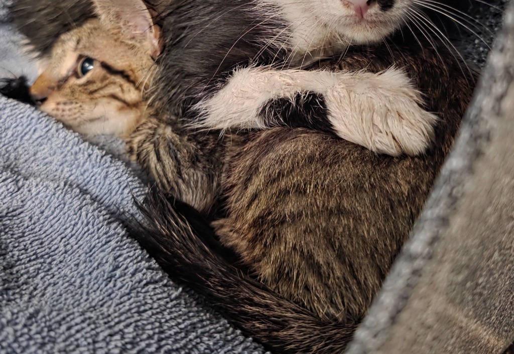 Big Show, an adoptable Domestic Short Hair in Rockport, TX, 78382 | Photo Image 4