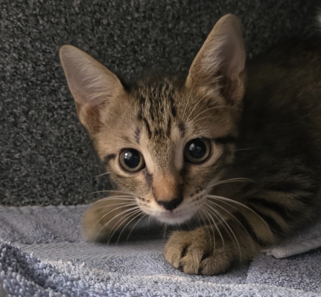 Big Show, an adoptable Domestic Short Hair in Rockport, TX, 78382 | Photo Image 5