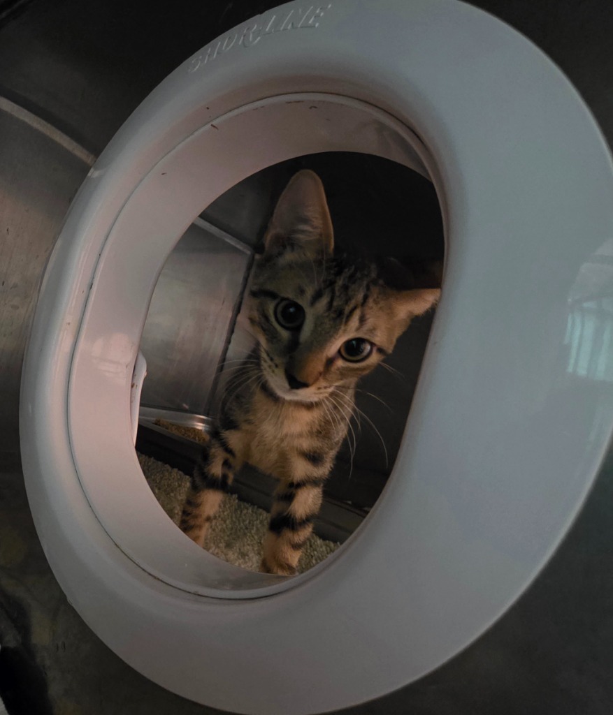 Big Show, an adoptable Domestic Short Hair in Rockport, TX, 78382 | Photo Image 6