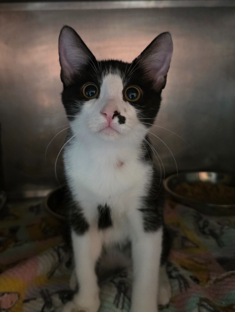 Kane, an adoptable Domestic Short Hair in Rockport, TX, 78382 | Photo Image 1