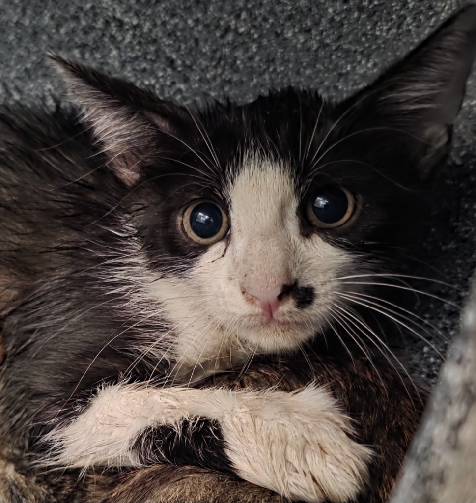 Kane, an adoptable Domestic Short Hair in Rockport, TX, 78382 | Photo Image 2