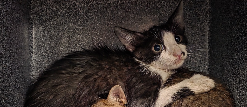 Kane, an adoptable Domestic Short Hair in Rockport, TX, 78382 | Photo Image 3