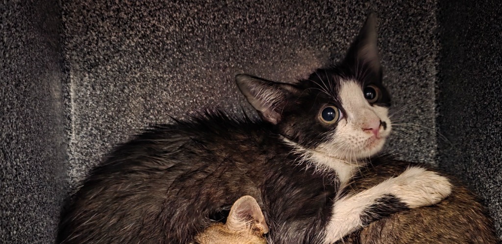 Kane, an adoptable Domestic Short Hair in Rockport, TX, 78382 | Photo Image 4