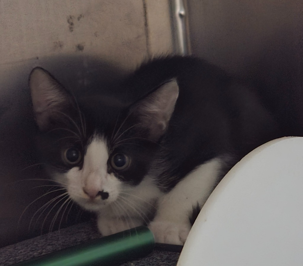 Kane, an adoptable Domestic Short Hair in Rockport, TX, 78382 | Photo Image 5