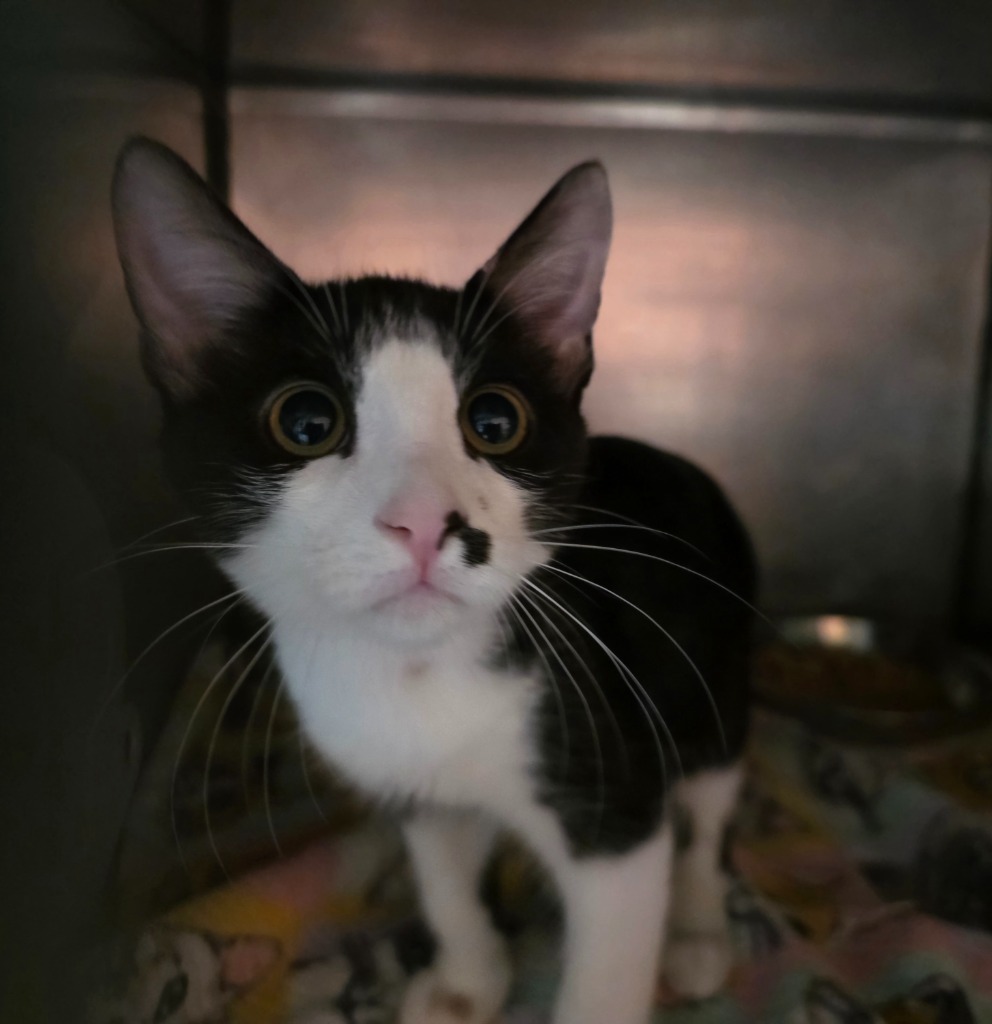 Kane, an adoptable Domestic Short Hair in Rockport, TX, 78382 | Photo Image 6