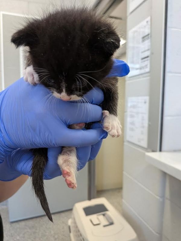 Paper Moon thumbnail 2