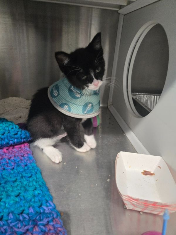 Paper Moon thumbnail 3