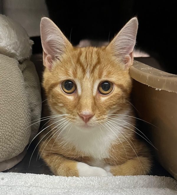 Garfield