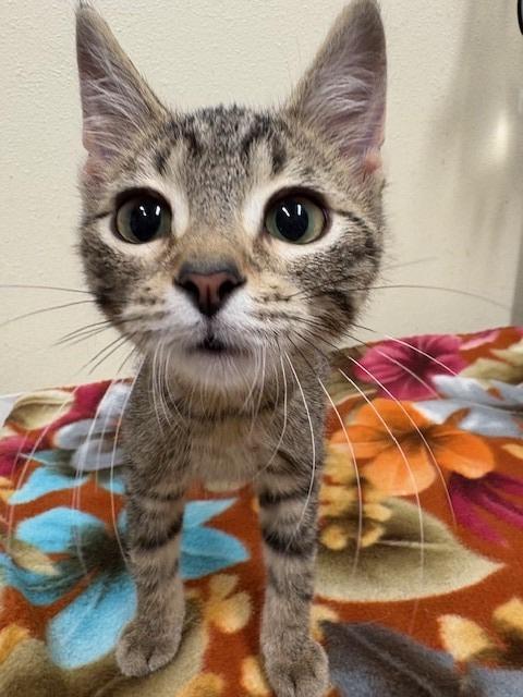 Finnegan