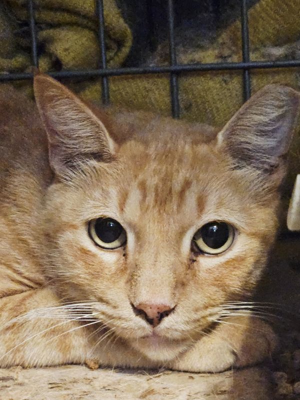 Jareth