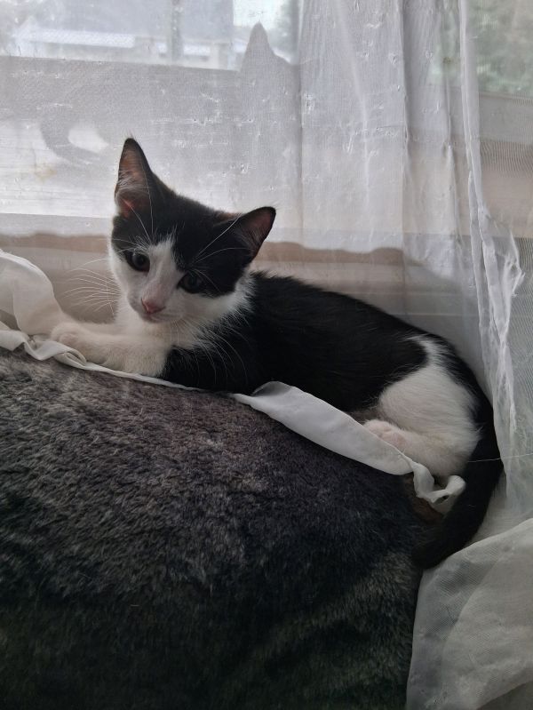 Oreo, Willow Grove Area, (FCID 7/29/2025-129)
