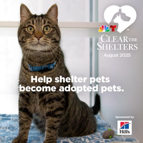 Clear The Shelters Crescendo Weekend 8/22-24