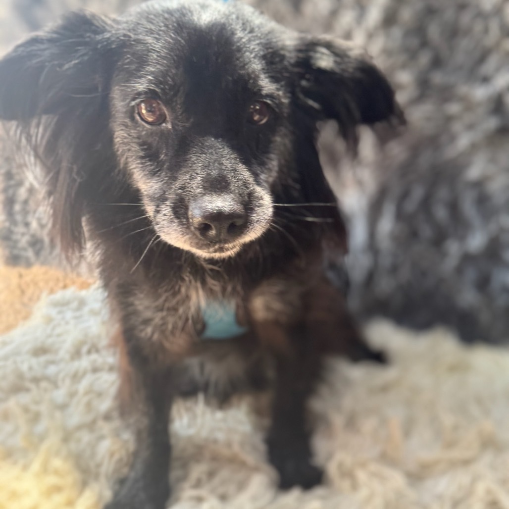 Ruby, an adoptable Papillon, Spaniel in San Diego, CA, 92130 | Photo Image 1