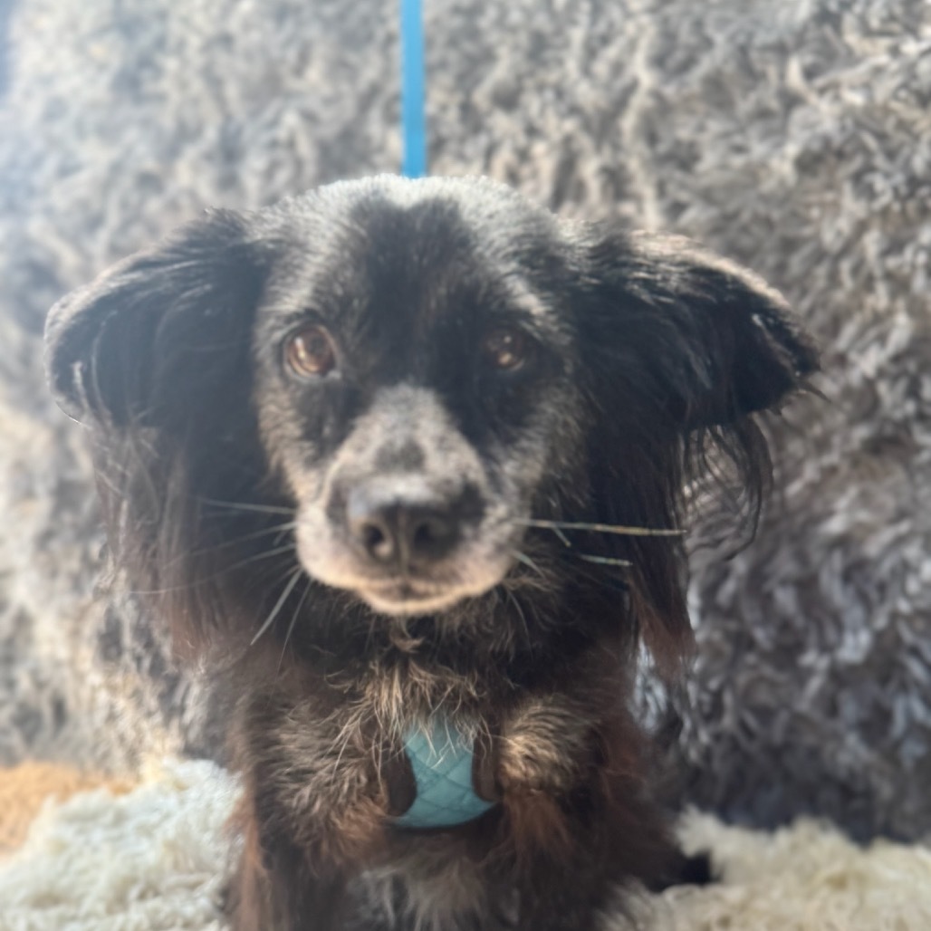 Ruby, an adoptable Papillon, Spaniel in San Diego, CA, 92130 | Photo Image 2