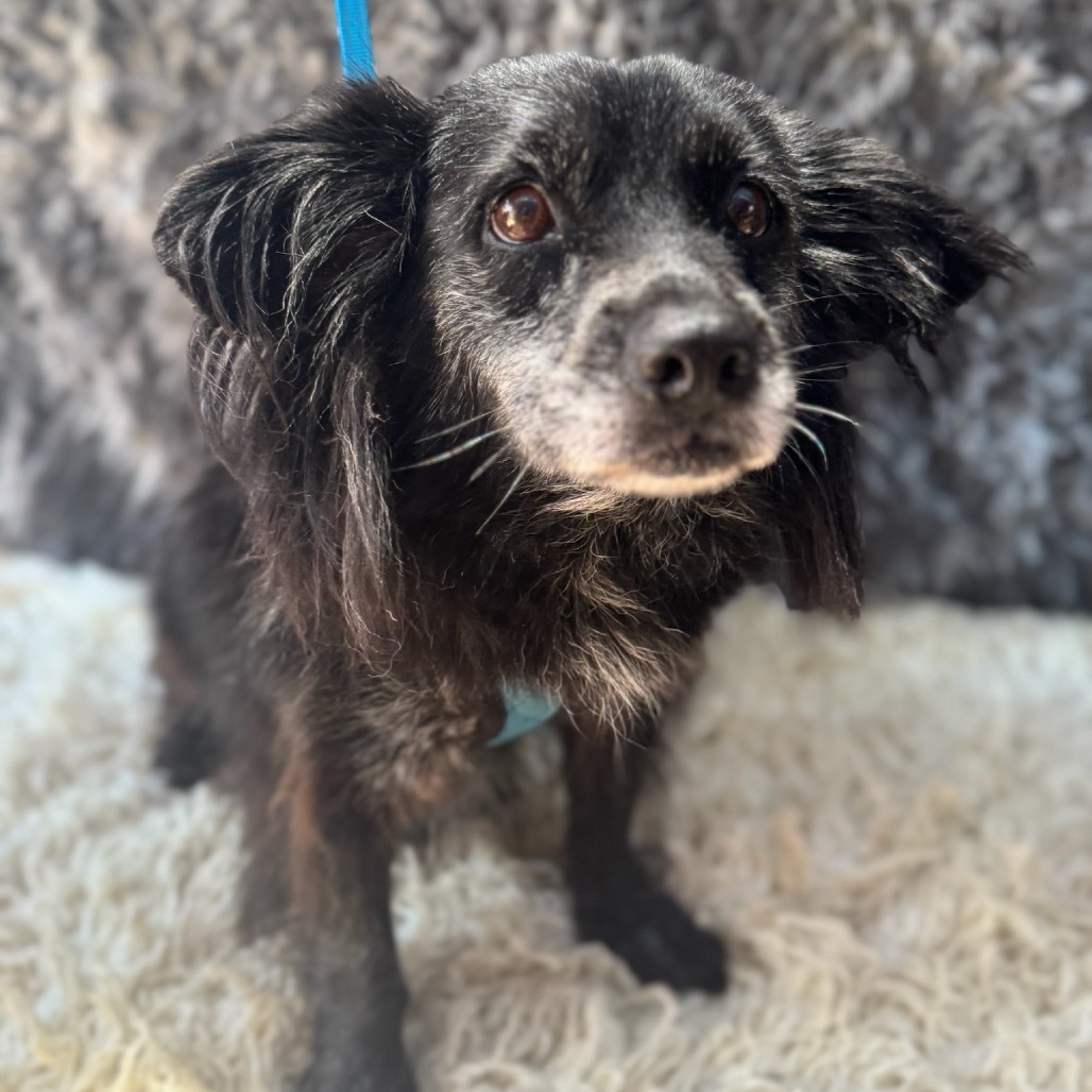 Ruby, an adoptable Papillon, Spaniel in San Diego, CA, 92130 | Photo Image 3