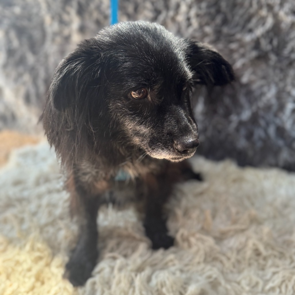 Ruby, an adoptable Papillon, Spaniel in San Diego, CA, 92130 | Photo Image 4
