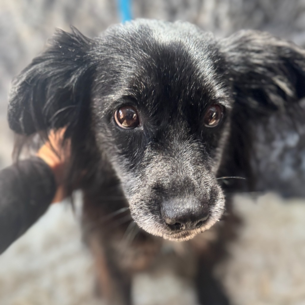 Ruby, an adoptable Papillon, Spaniel in San Diego, CA, 92130 | Photo Image 5