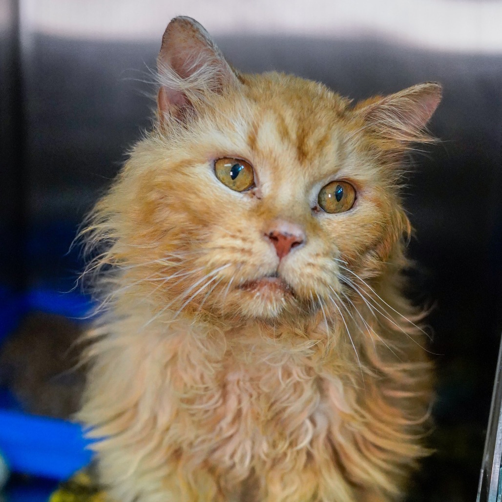 Sporcamuss, an adoptable Domestic Medium Hair in Thomaston, ME, 04861 | Photo Image 1