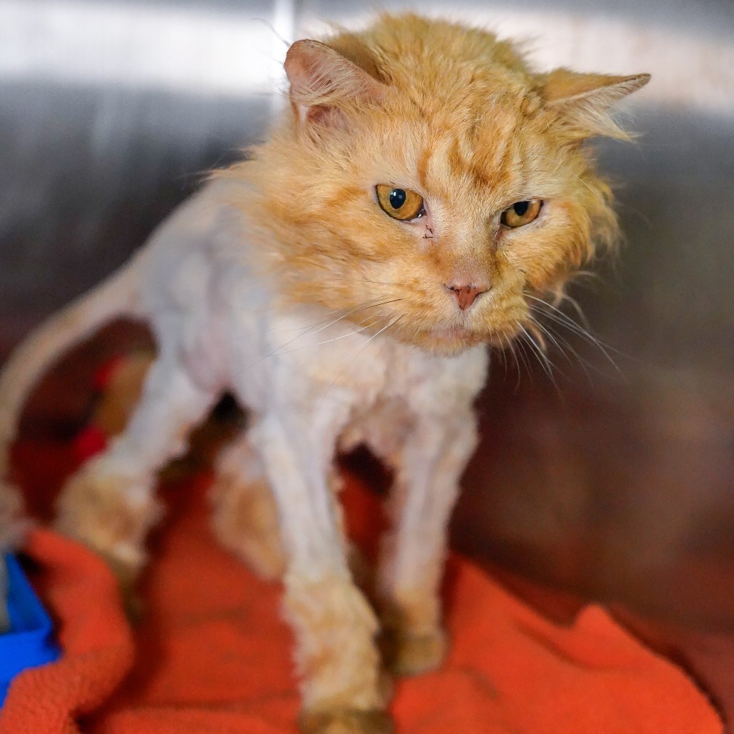 Sporcamuss, an adoptable Domestic Medium Hair in Thomaston, ME, 04861 | Photo Image 2