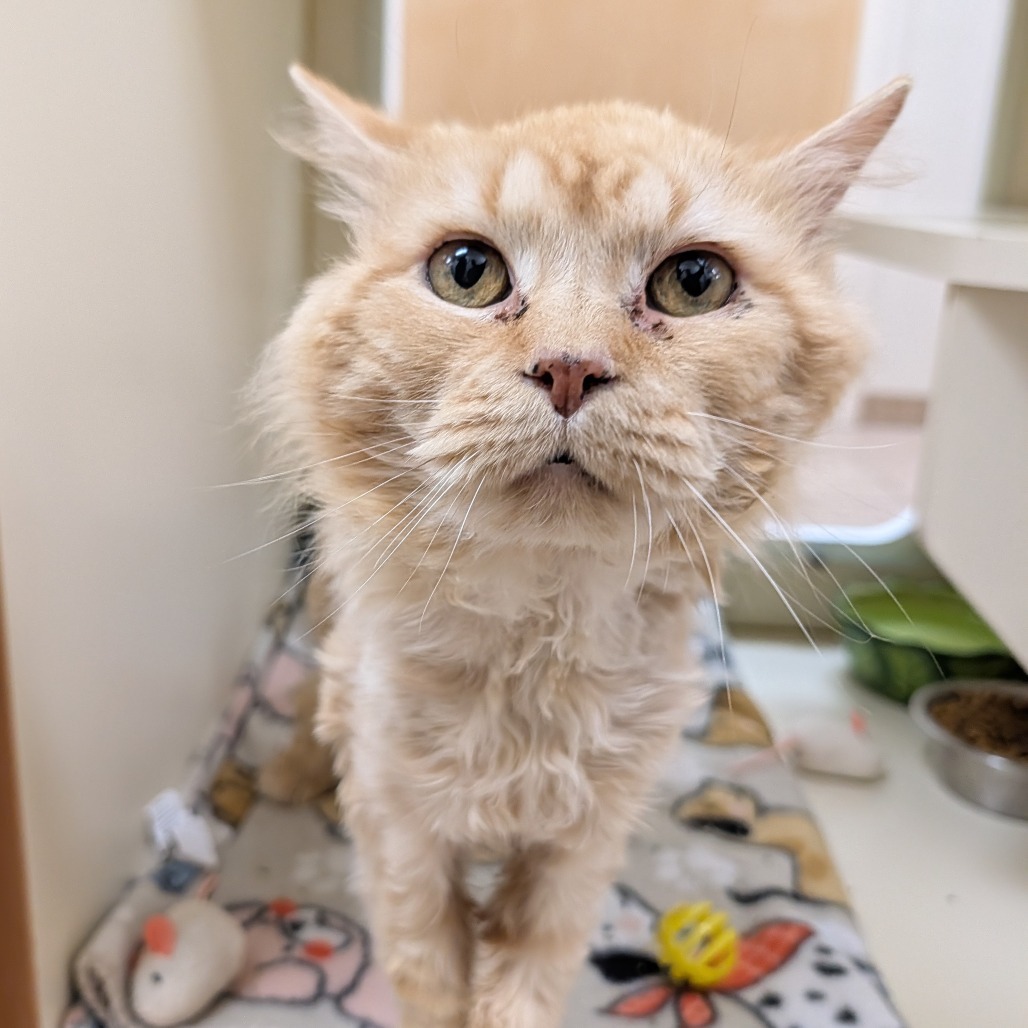 Sporcamuss, an adoptable Domestic Medium Hair in Thomaston, ME, 04861 | Photo Image 3