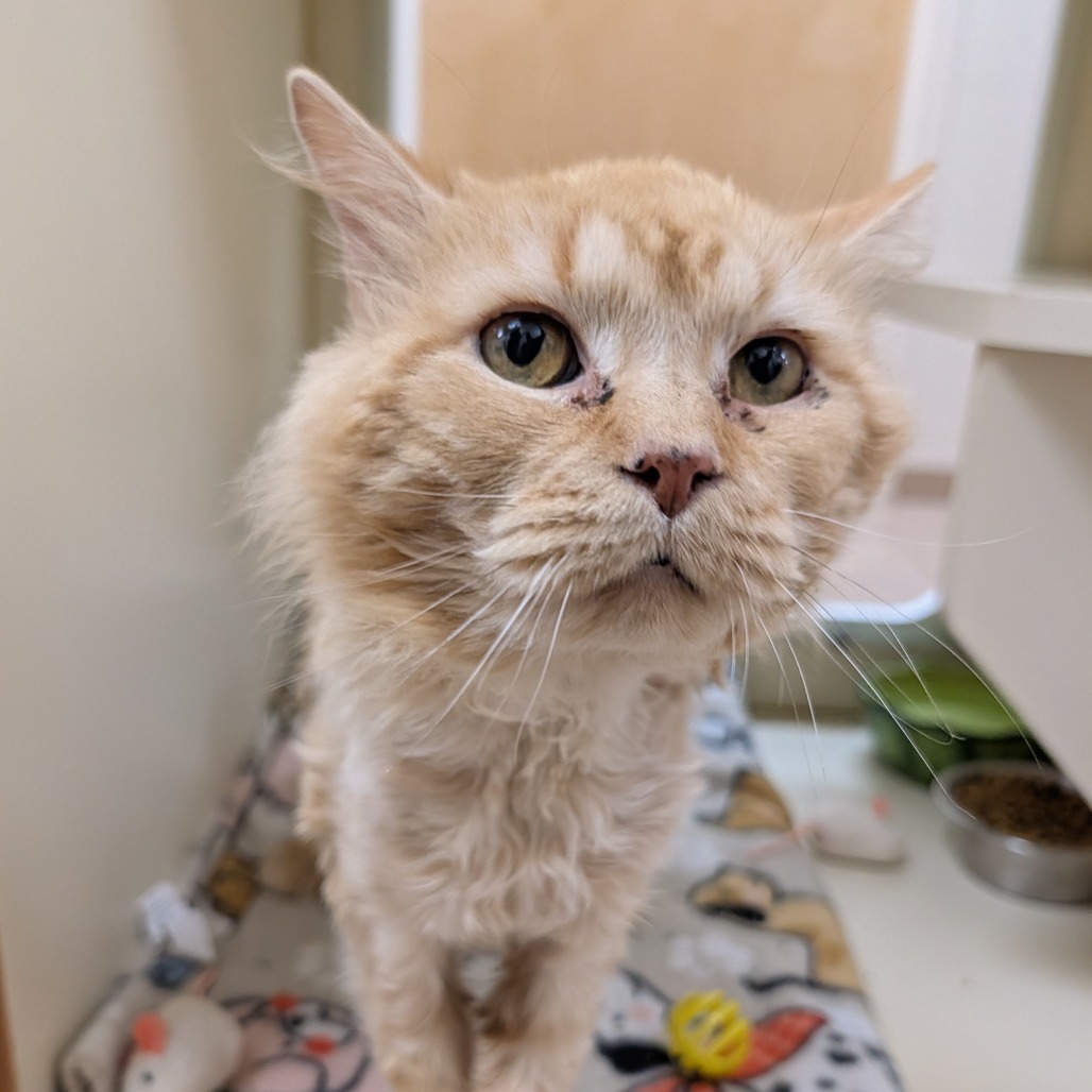 Sporcamuss, an adoptable Domestic Medium Hair in Thomaston, ME, 04861 | Photo Image 4