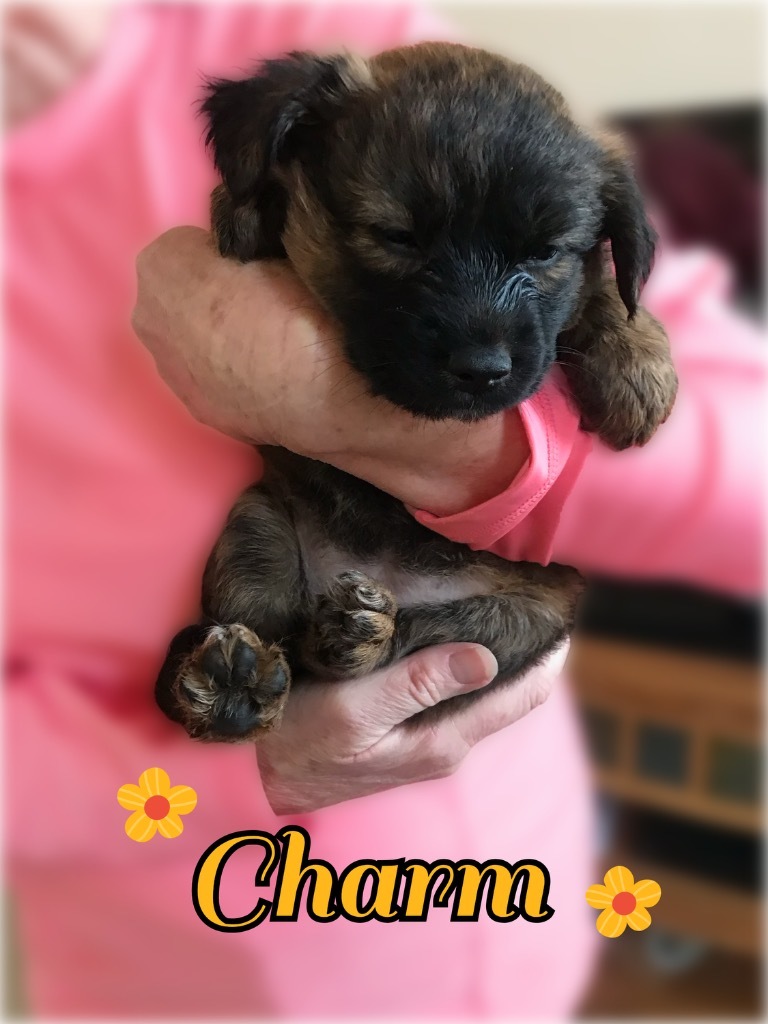 Charm