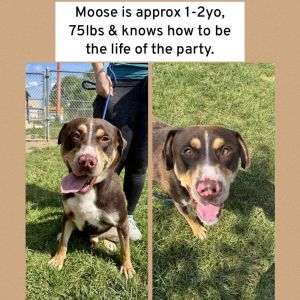 Moose