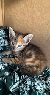 Mia