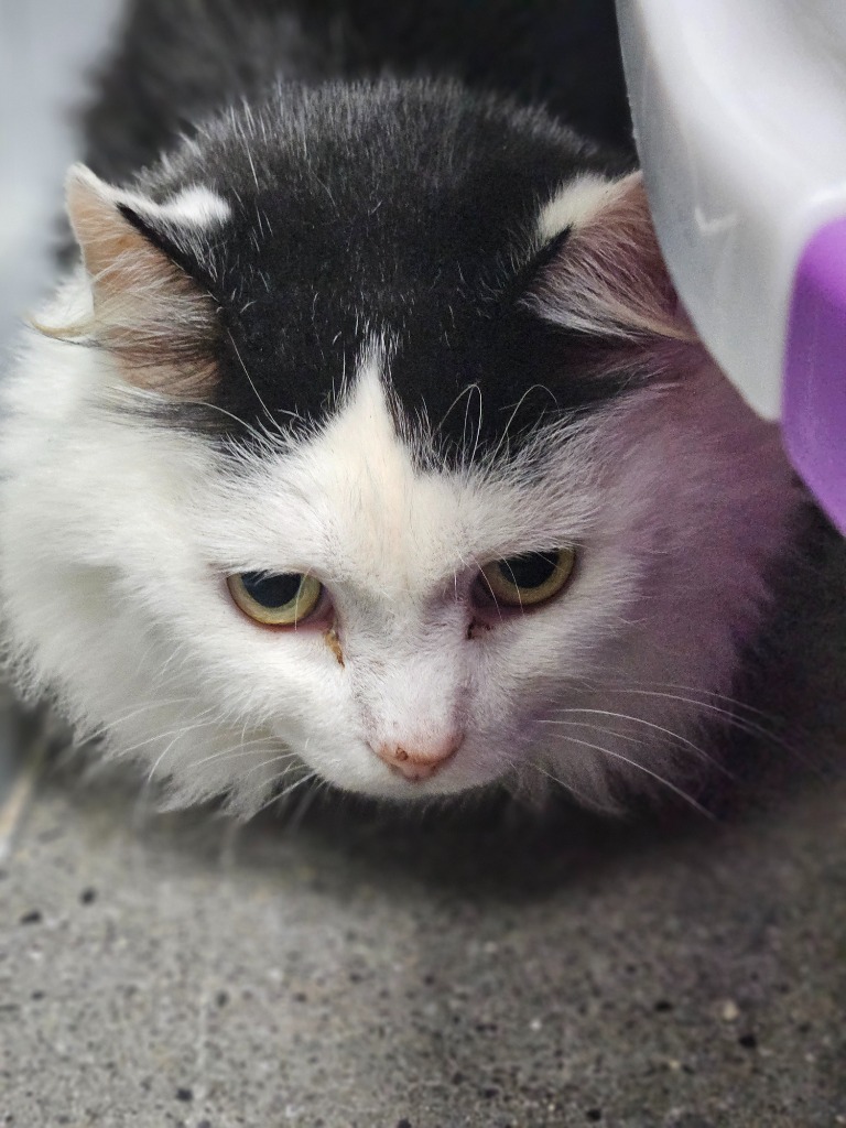Iris (Lambeth)