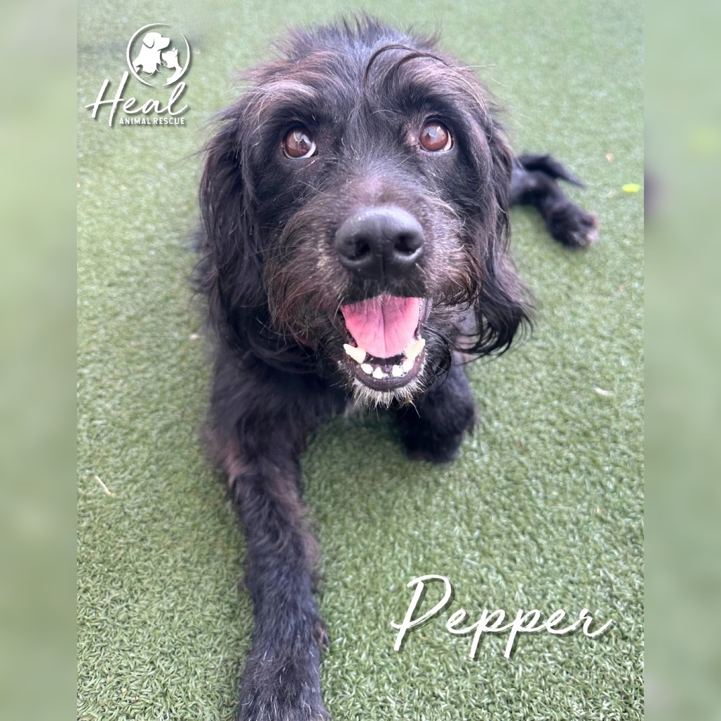 Pepper