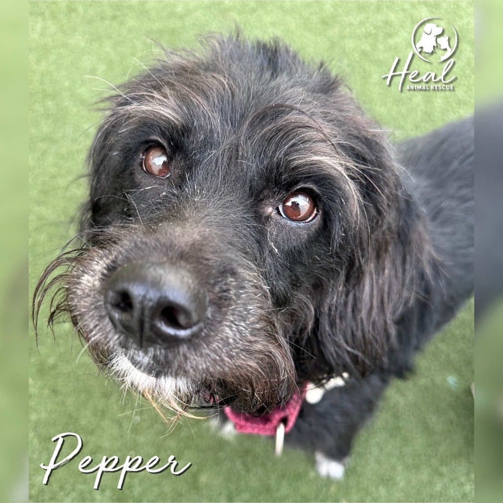 Pepper