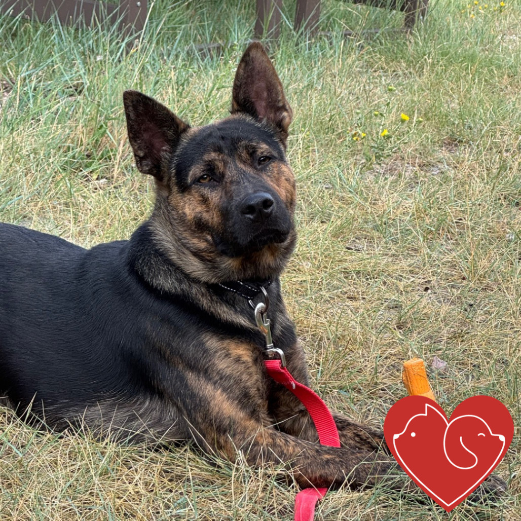 Cosmo, an adoptable Mixed Breed in Cheyenne, WY, 82007 | Photo Image 1