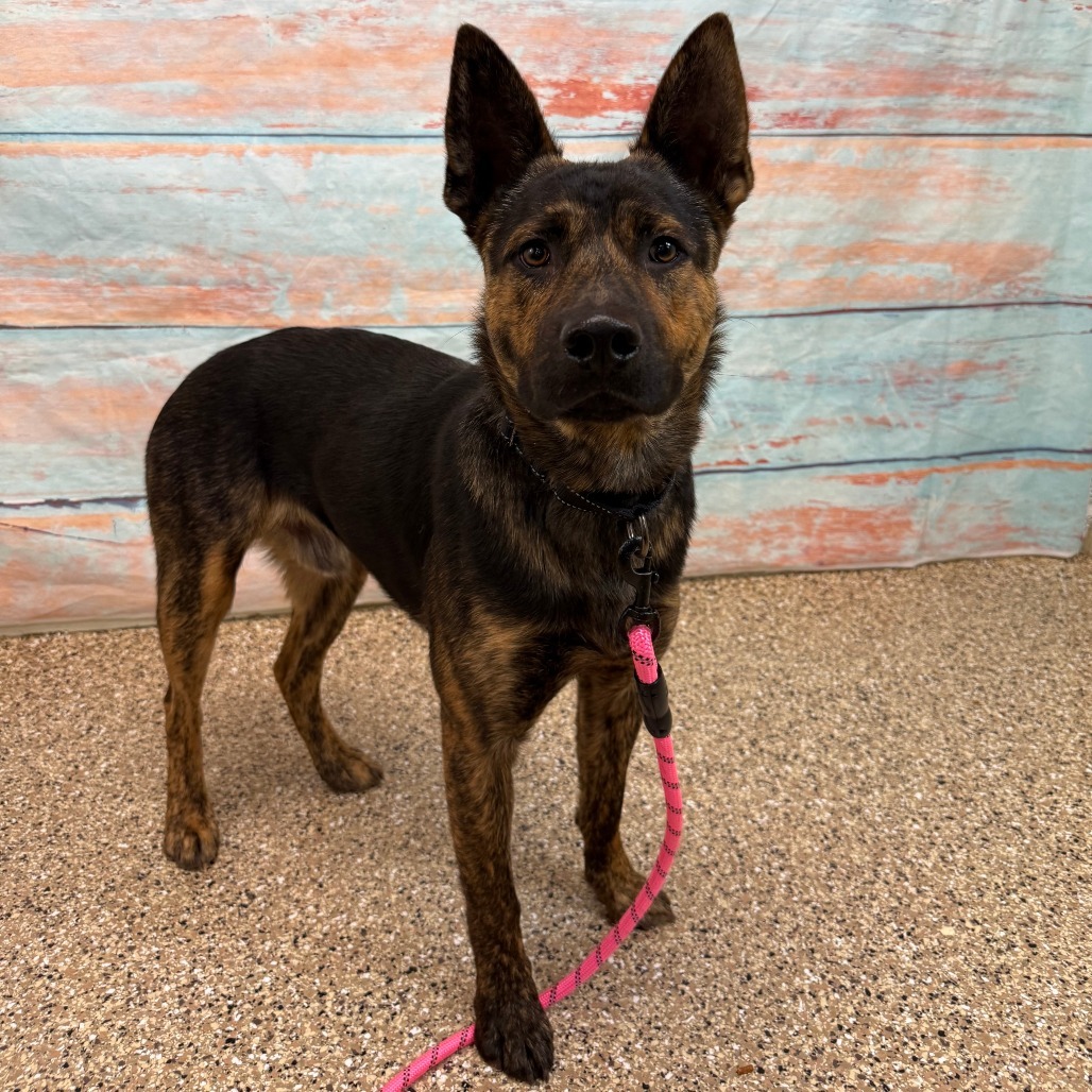 Cosmo, an adoptable Mixed Breed in Cheyenne, WY, 82007 | Photo Image 2