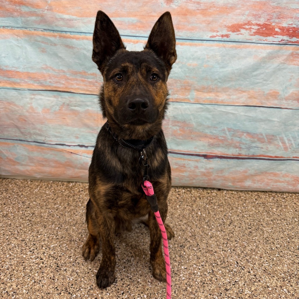 Cosmo, an adoptable Mixed Breed in Cheyenne, WY, 82007 | Photo Image 3