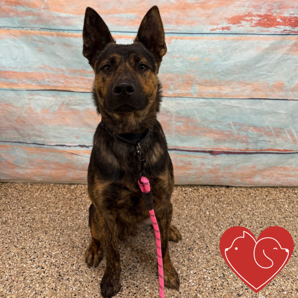 Cosmo, an adoptable Mixed Breed in Cheyenne, WY, 82007 | Photo Image 4