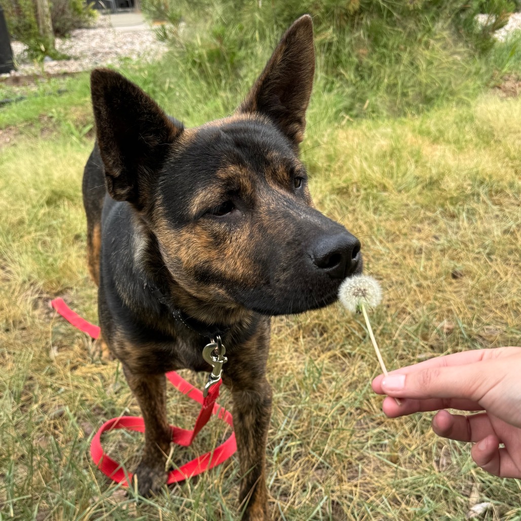 Cosmo, an adoptable Mixed Breed in Cheyenne, WY, 82007 | Photo Image 6