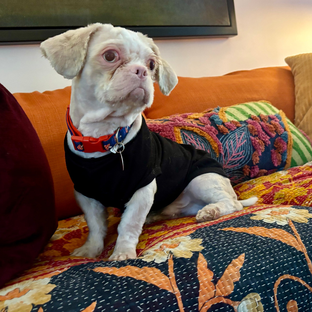 Ollie Springs, an adoptable Pekingese in Fort Lauderdale, FL, 33348 | Photo Image 1
