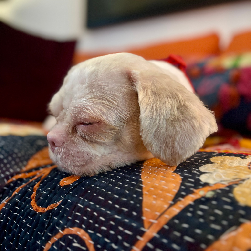 Ollie Springs, an adoptable Pekingese in Fort Lauderdale, FL, 33348 | Photo Image 2