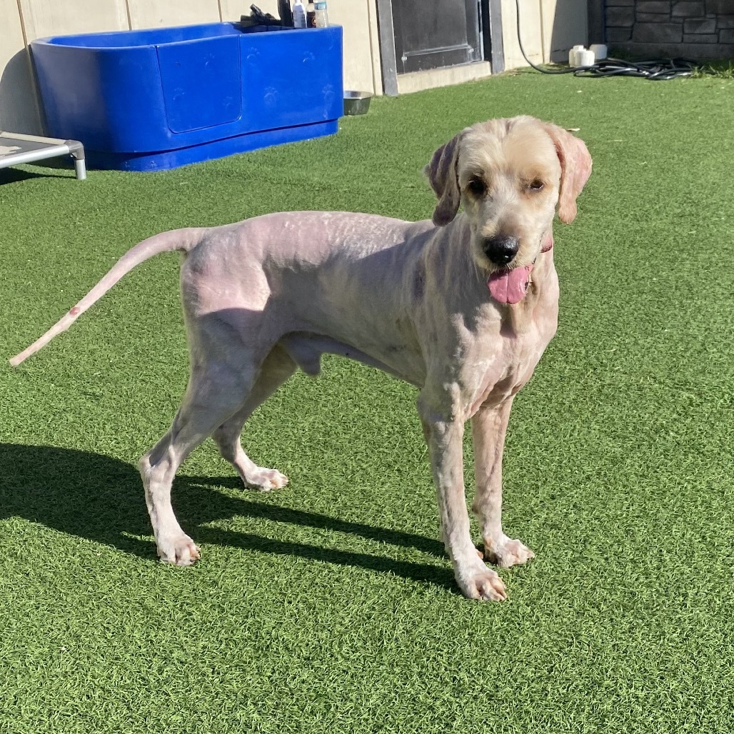 Bumper 9916 aka Barney