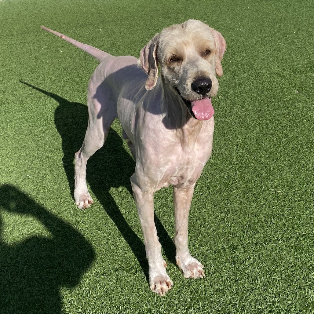 Bumper 9916 aka Barney