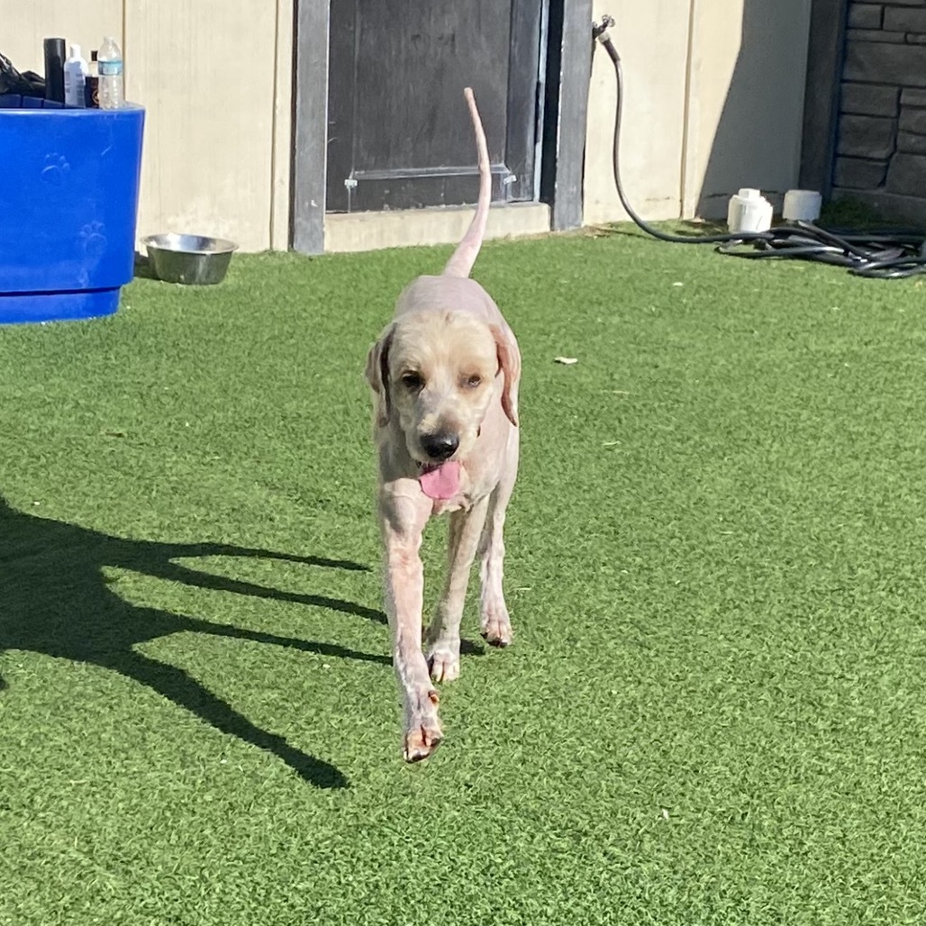 Bumper 9916 aka Barney