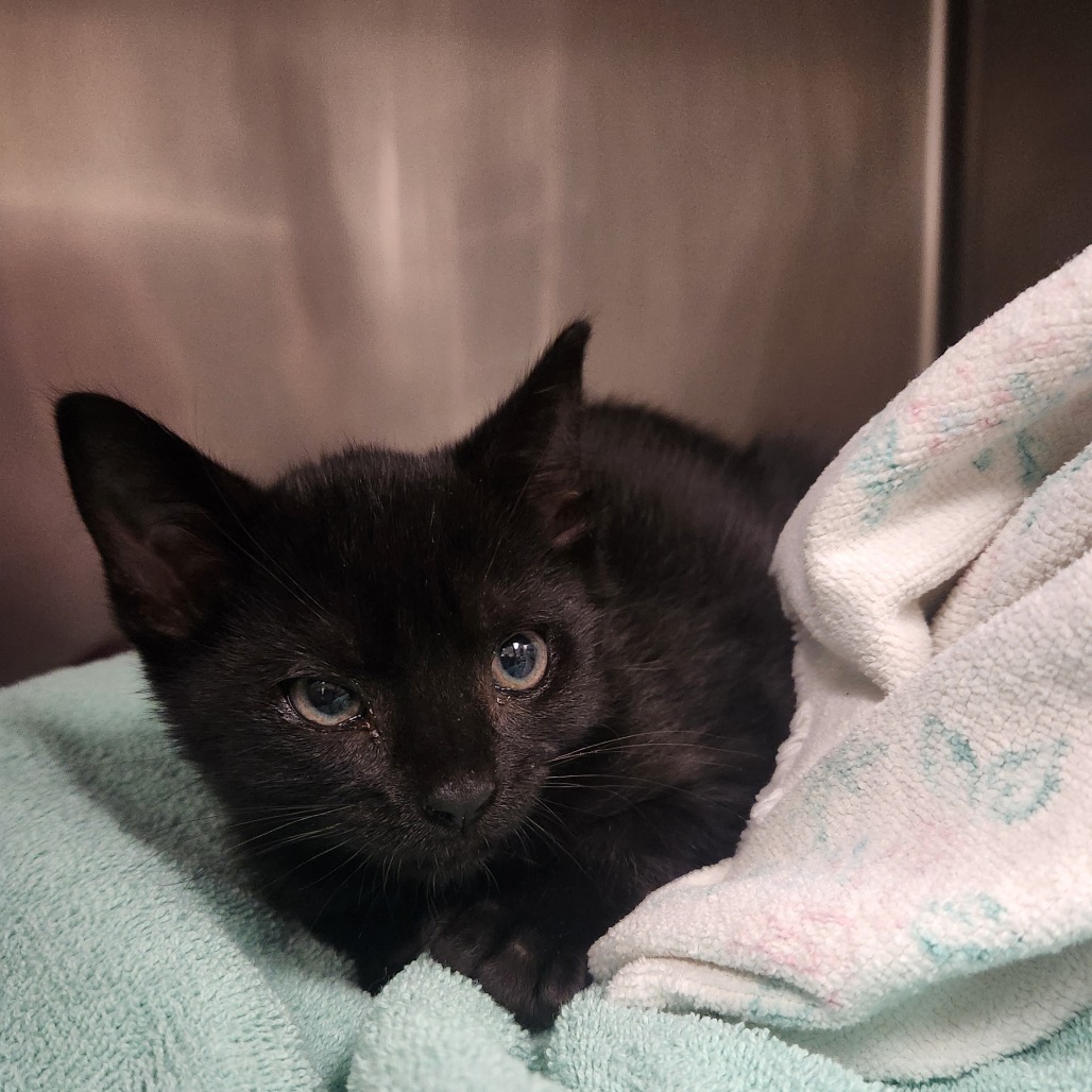 Berlioz, an adoptable Domestic Short Hair in Fort Bragg, CA, 95437 | Photo Image 1