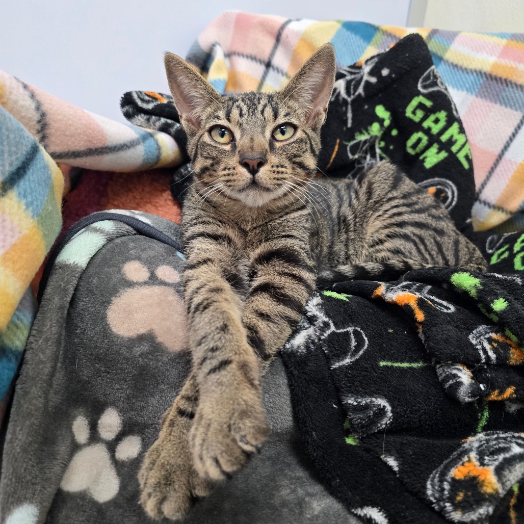 Eucalyptus, an adoptable Domestic Short Hair in Fort Bragg, CA, 95437 | Photo Image 1