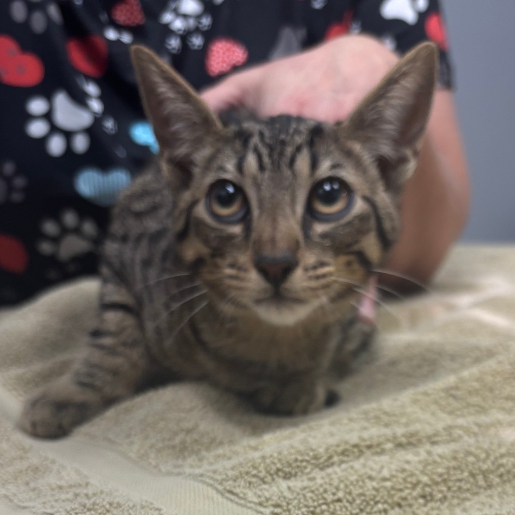 Eucalyptus, an adoptable Domestic Short Hair in Fort Bragg, CA, 95437 | Photo Image 2