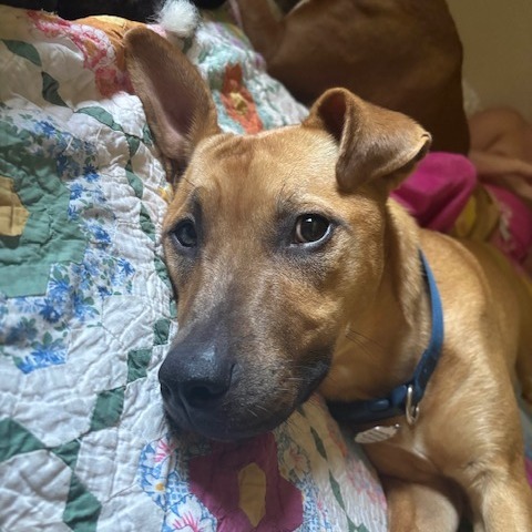 Rudy