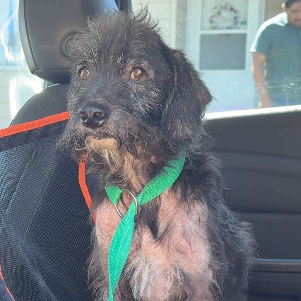 Toto, an adoptable Mixed Breed in Bismarck, ND, 58507 | Photo Image 1